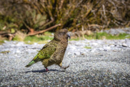 New Zealand 2025 (1 group) (35/66)